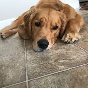 Meet your Posher, Remi